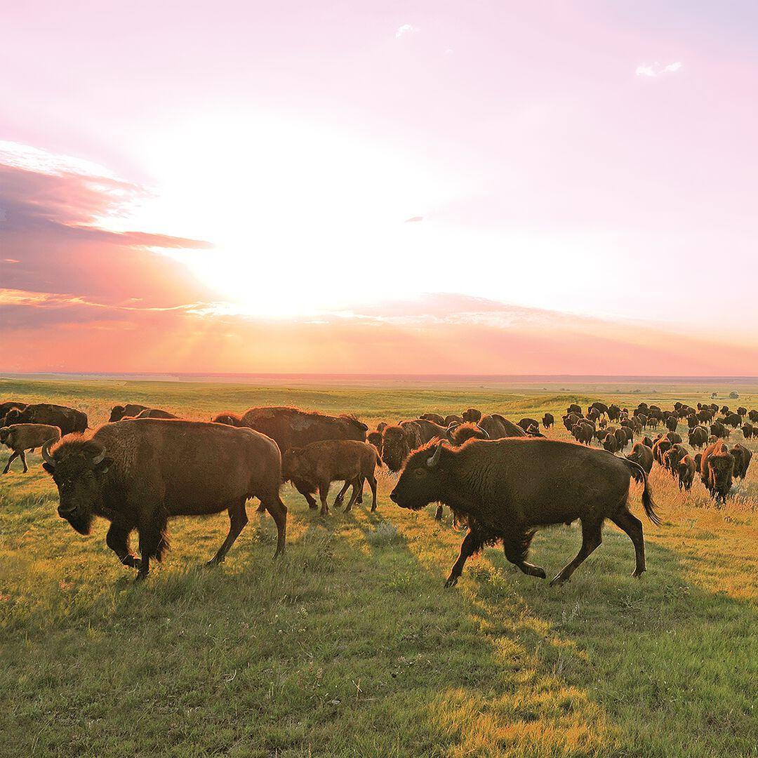 Patagonia Provisions Grass-Fed Ranch Bison Meat Sticks